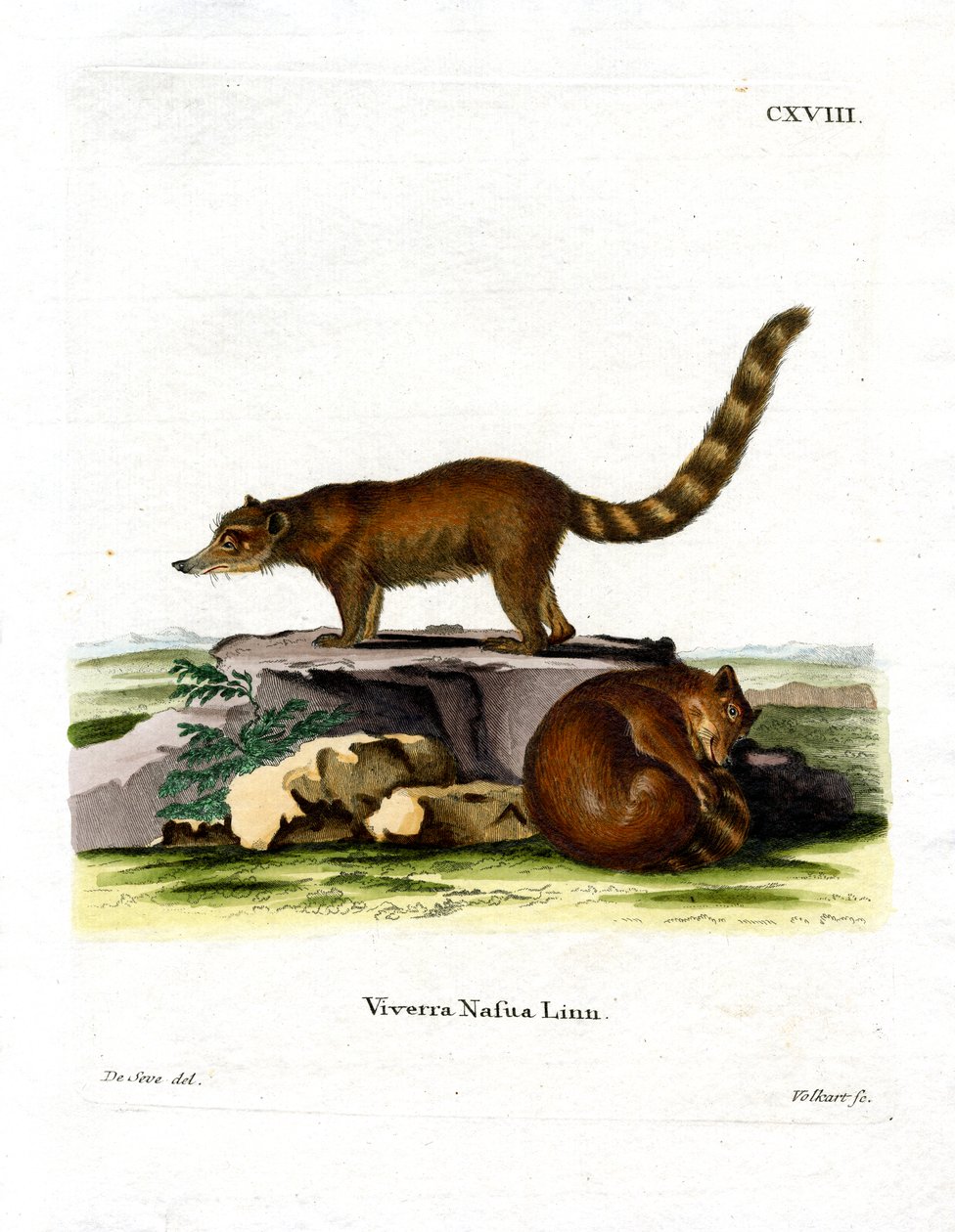 Coati (barevné rytí) od German School