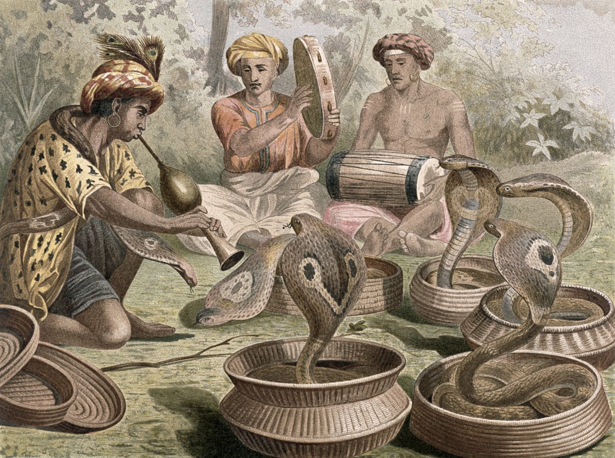 Cobra, deska z Brehms Tierleben: Allgemeine Kunde des Tierreichs, sv. 7, str. 355, vydal Bibliographisches Institut, 1892 od German School