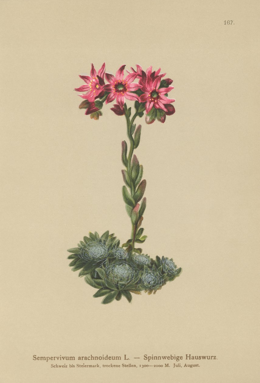 Netřesk pavučinový (Sempervivum arachnoideum, Sedum arachnoideum, Sempervivum sanguineum) od German School