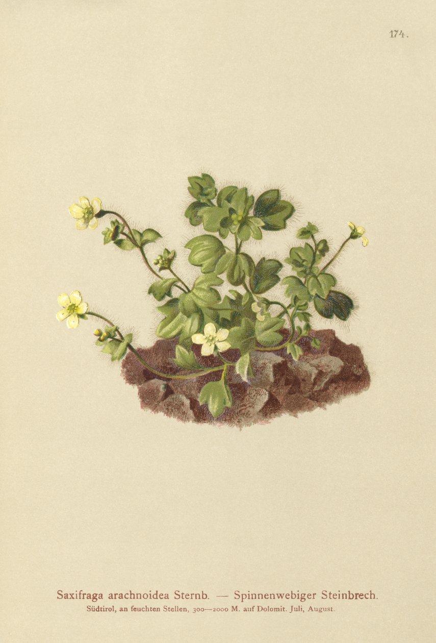 Lomikámen pavučinatý (Saxifraga arachnoidea) od German School