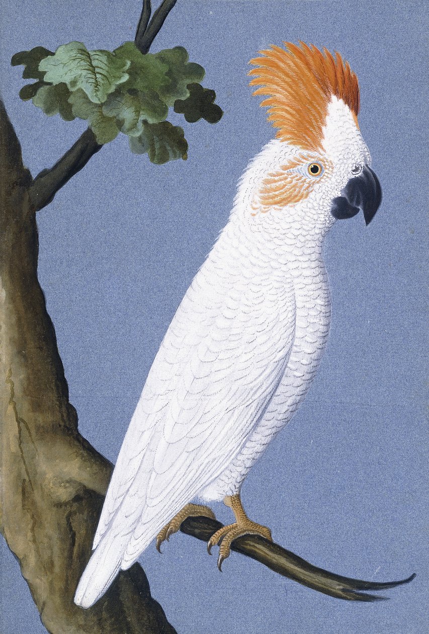 Kakadu, 1750-1800 od German School