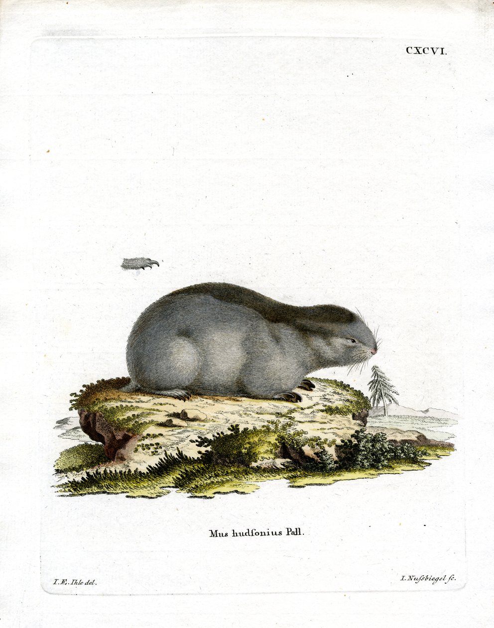 Lemming límcový (barevné rytí) od German School