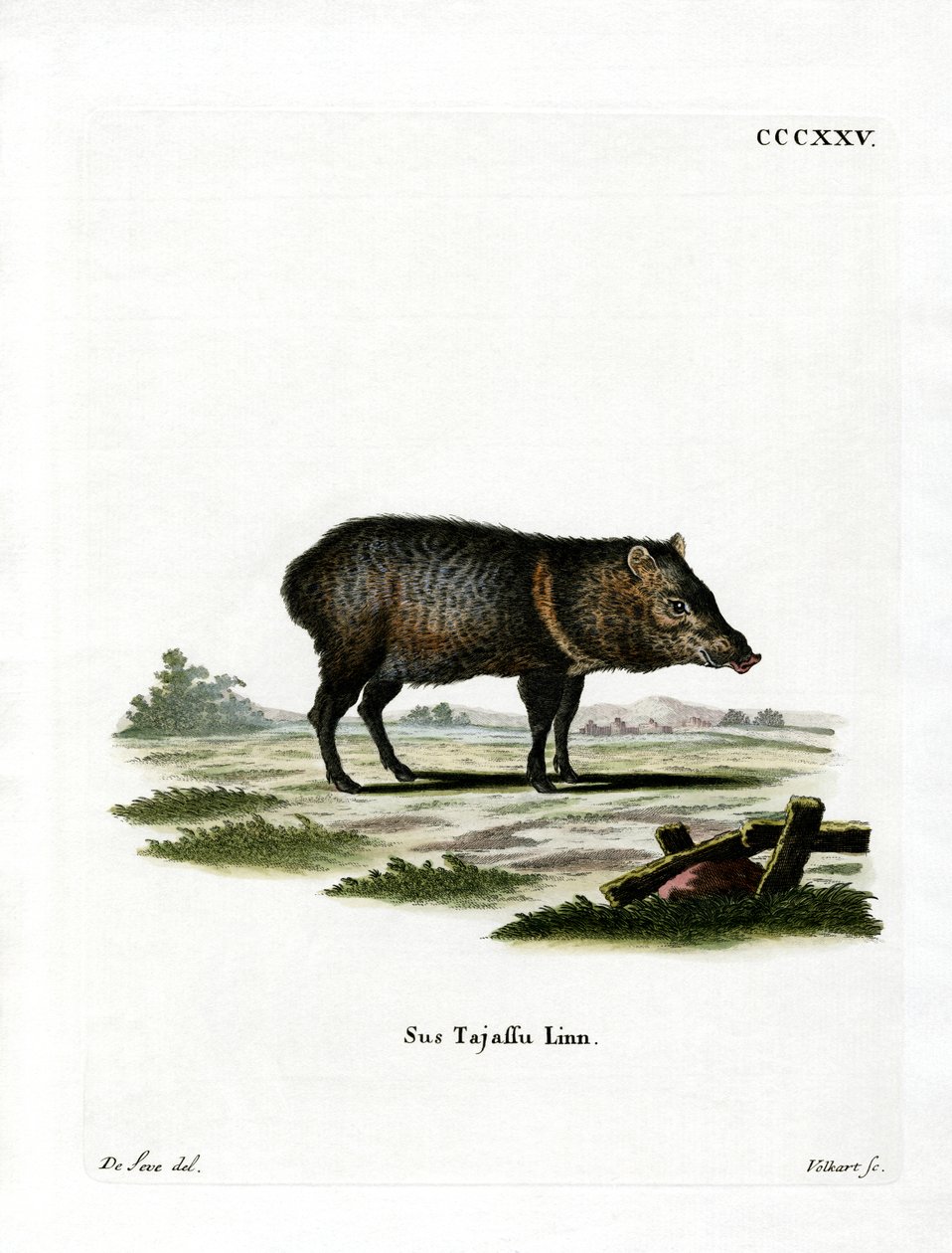 Peccary s límcem od German School
