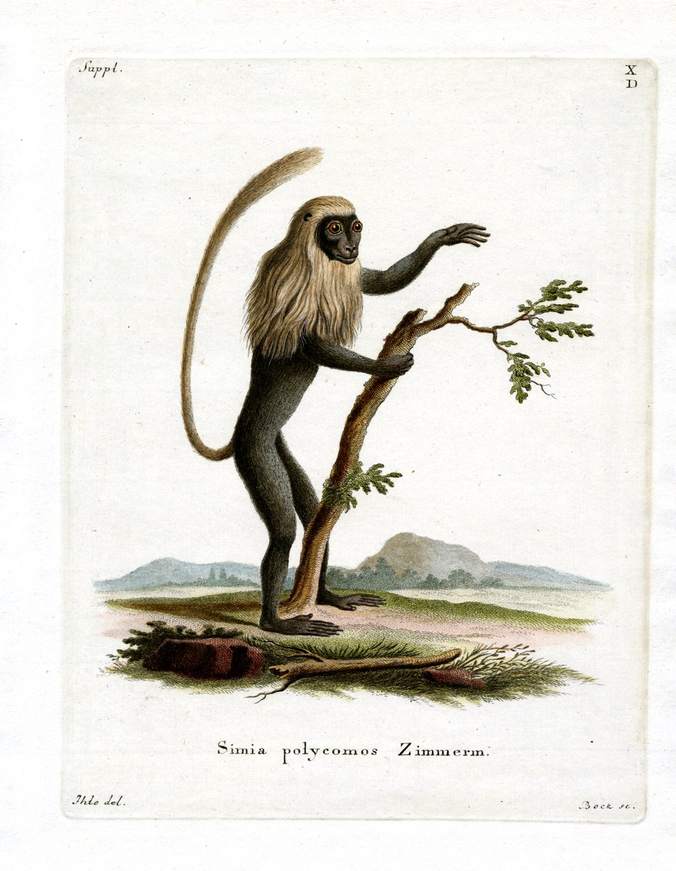 Colobus Monkey (barevná rytina) od German School