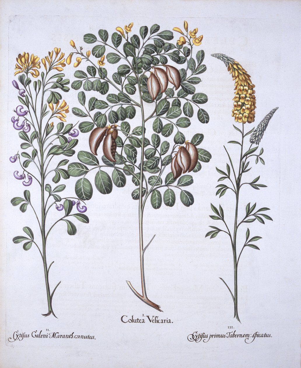 Odrůdy Colutea Tree and Cytisus, od Hortus Eystettensis, Basil Besler (1561-1629), pub. 1613 (ručně kolorovaná rytina) od German School