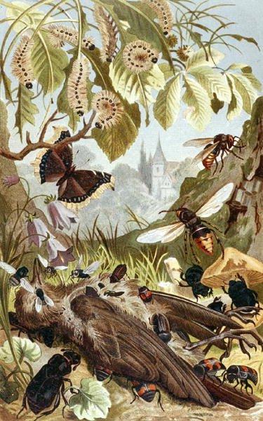Combined Power of Insects, deska z "Brehms Tierleben: Allgemeine Kunde des Tierreichs", sv. 9, str. 65, vydal Bibliographisches Institut od German School
