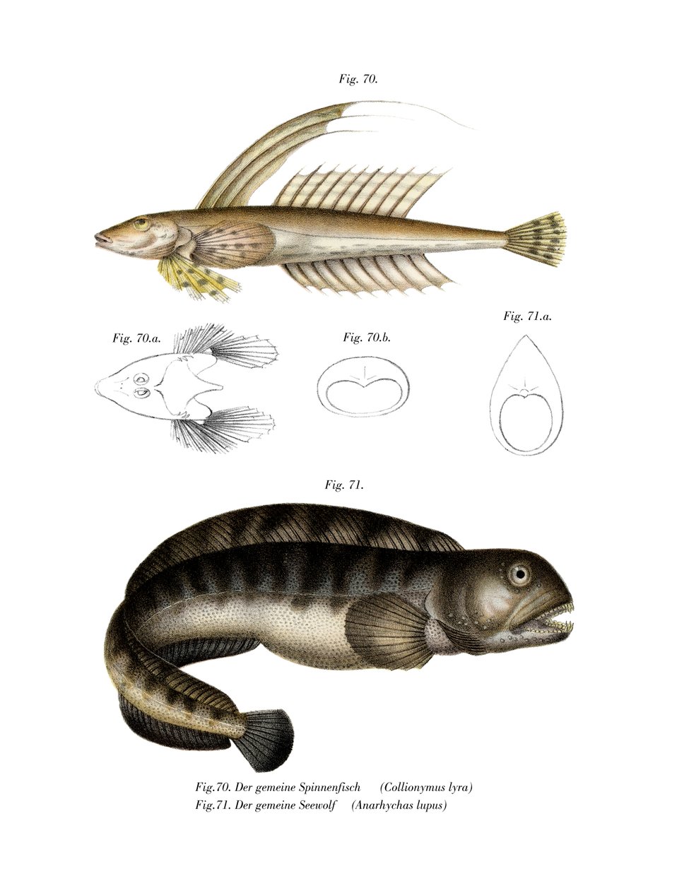 Dragonet obecný (barva lito) od German School
