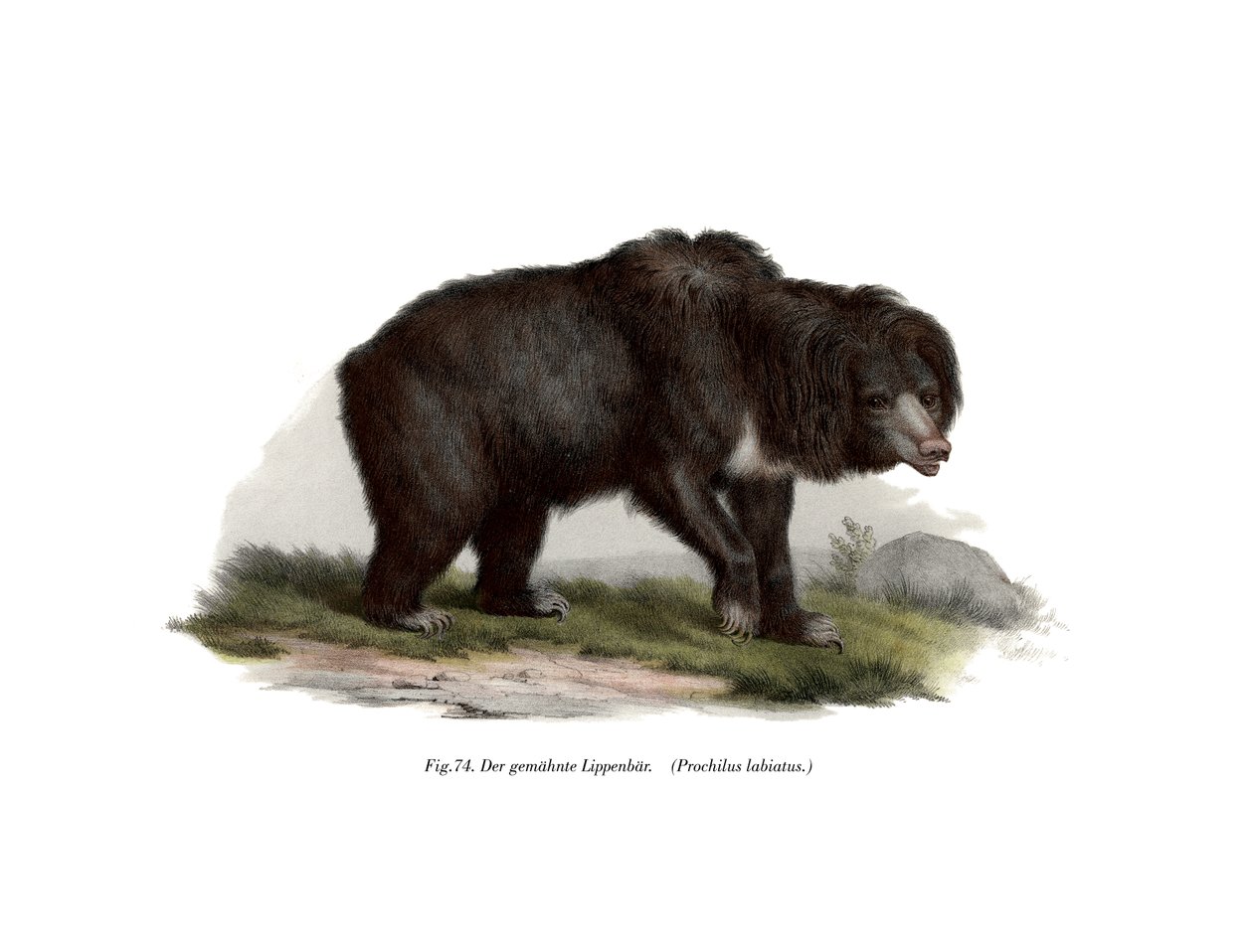 Medvěd indický lenochod, 1860 od German School