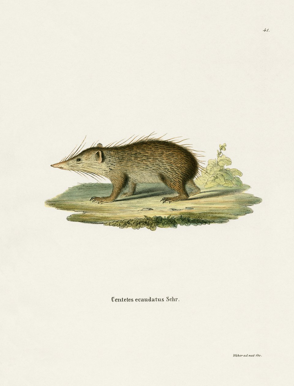 Tenrec obecný (barevné rytí) od German School