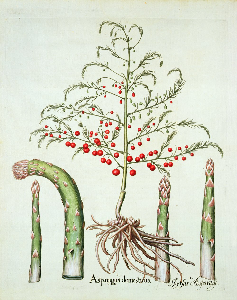 Společný chřest v květu a ovoci, z Hortus Eystettensis od Basil Besler (1561-1629), hospoda. 1613 (ručně kolorovaná rytina) od German School