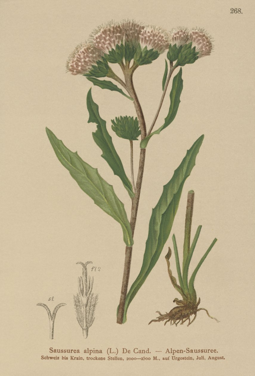 Pila obecná (Saussurea alpina) od German School