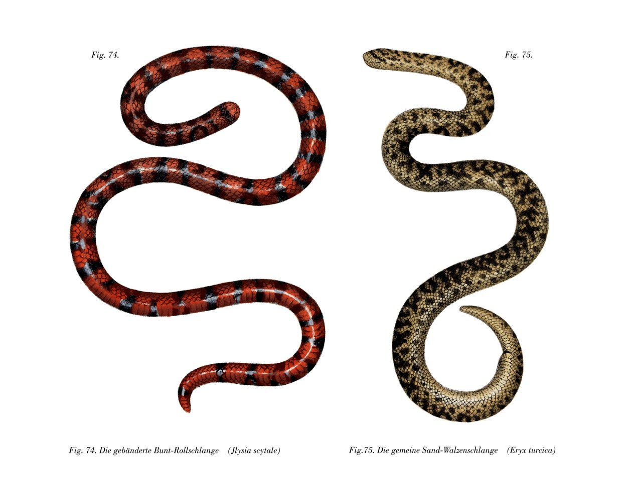 Coral Cylinder Snake (barva lito) od German School