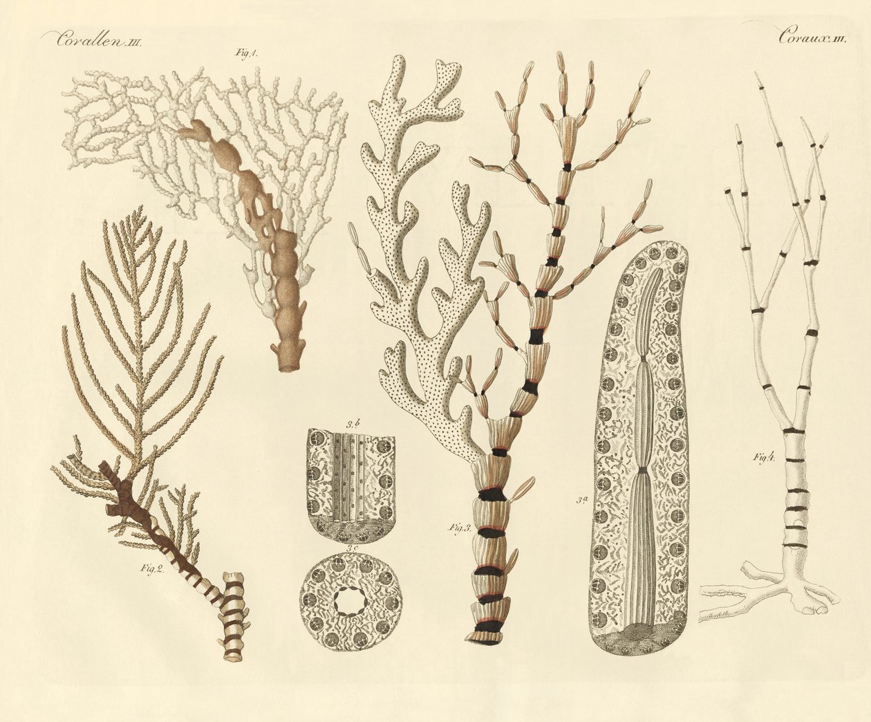 Korálové polypy (barevné rytí) od German School