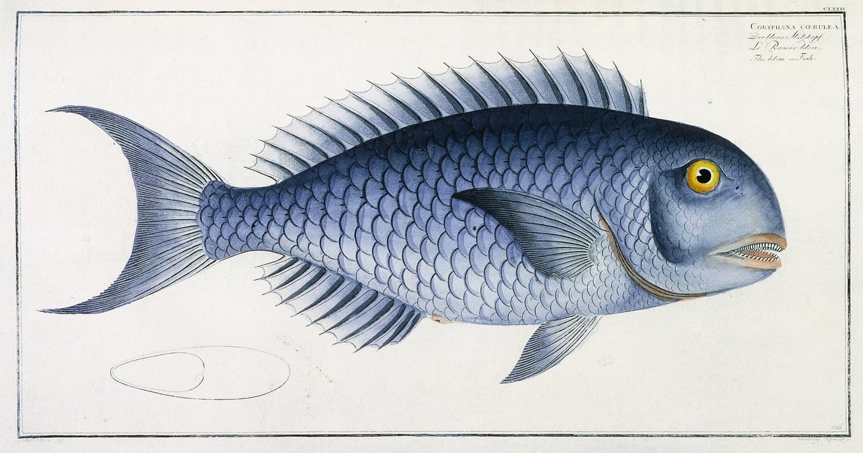 Coryphaena Coerulea od German School