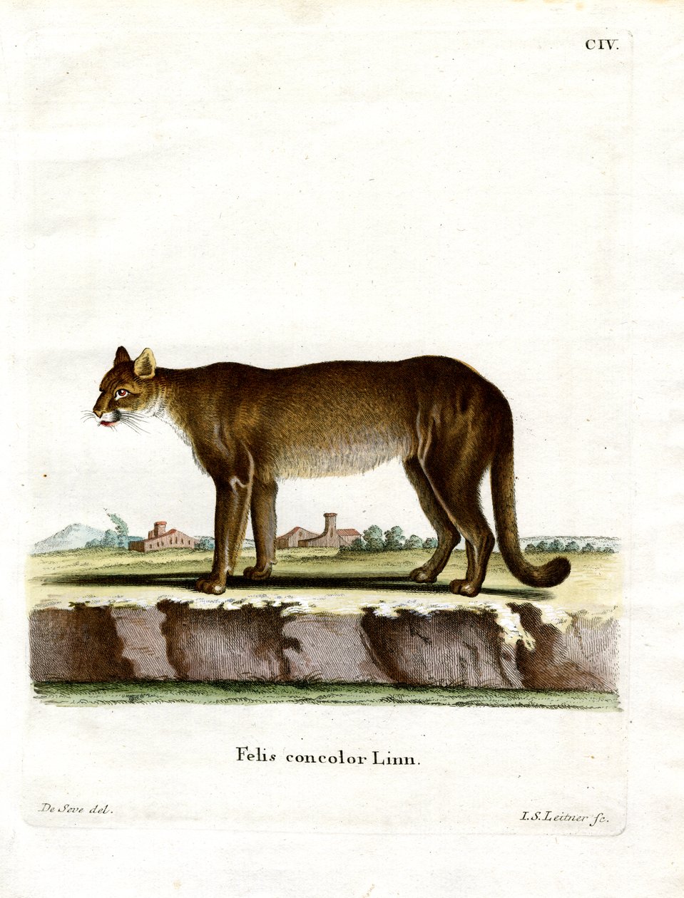 Cougar (barevné rytí) od German School