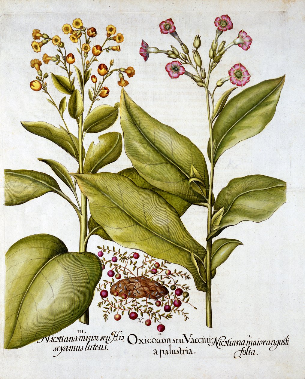 Cranberry and Flowering Tobacco, from Hortus Eystettensis, Basil Besler (1561-1629), pub. 1613 (ručně kolorovaná rytina) od German School