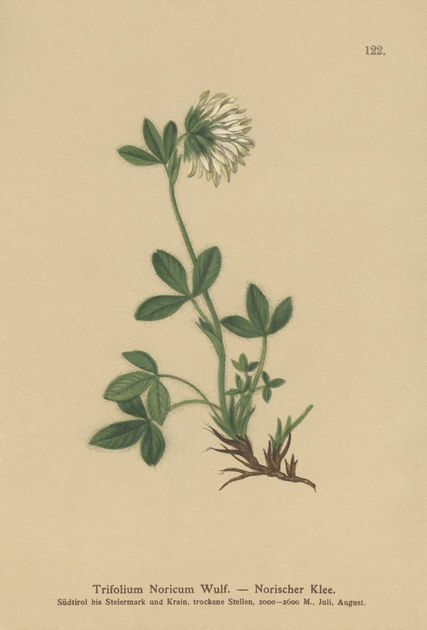Jetel smetanový (Trifolium noricum) od German School