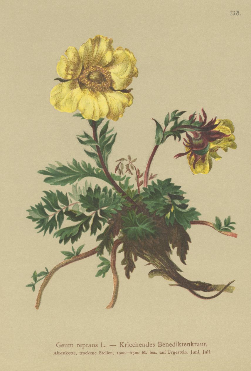 Creeping Avens (Geum reptans) od German School