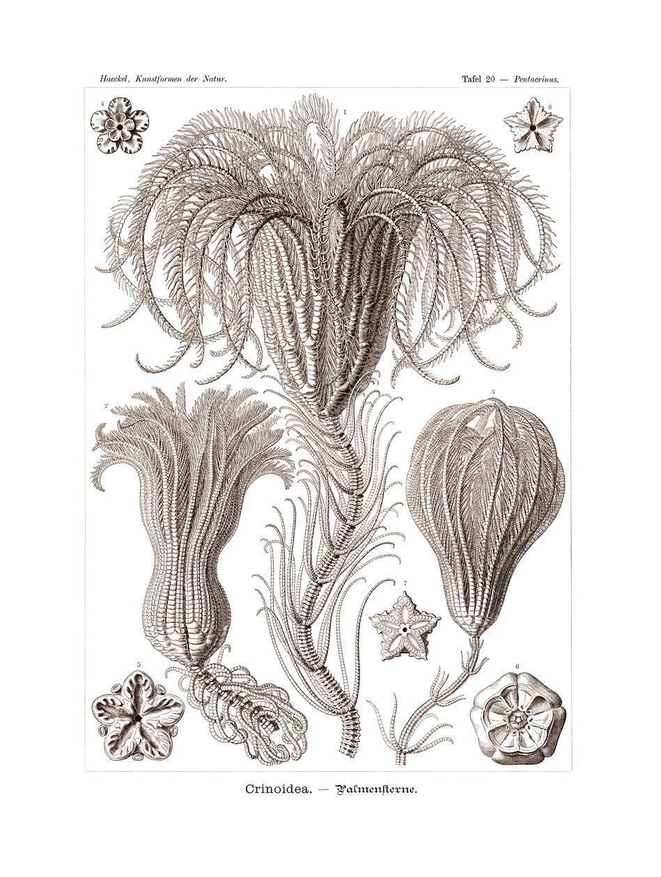 Crinoidea, 1899-1904 od German School
