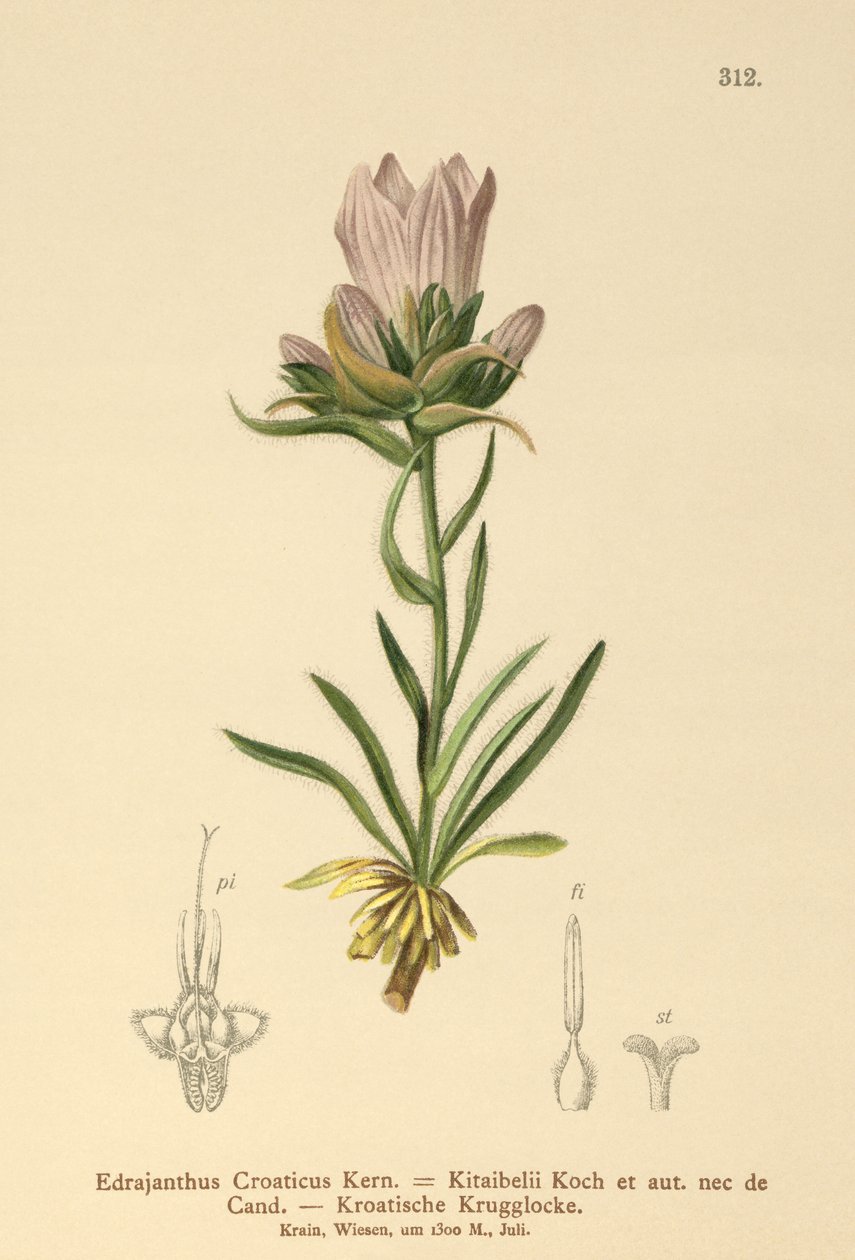 Zvonek chorvatský (Edrajanthus Croaticus, Edraianthus croaticus, Edraianthus Kitaibellii, Edraianthus graminifolius, Edraianthus albanicus, Wahlenbergia graminifolia) od German School