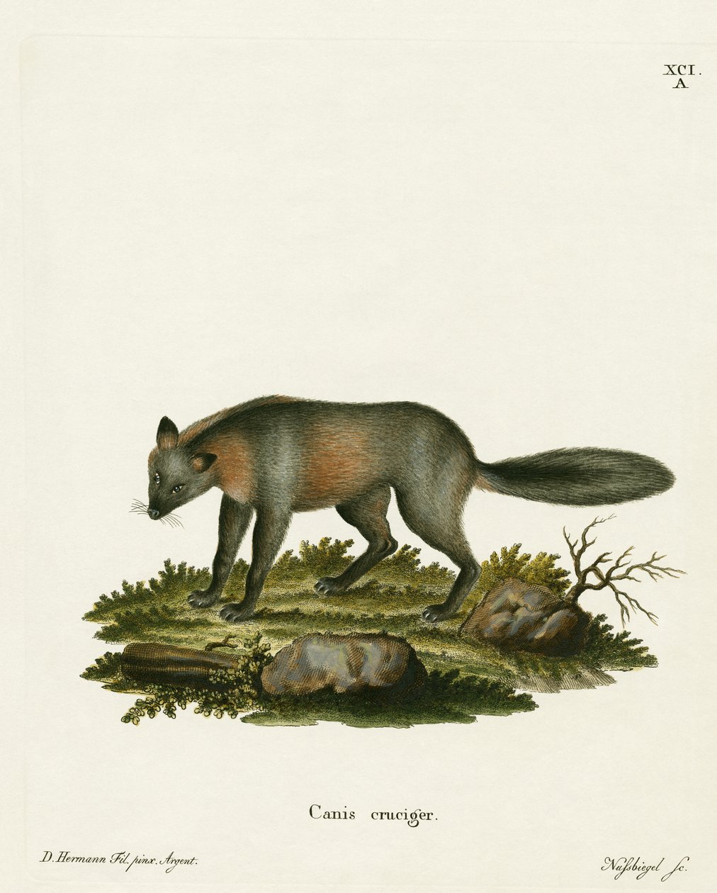 Cross Fox (barevné rytí) od German School