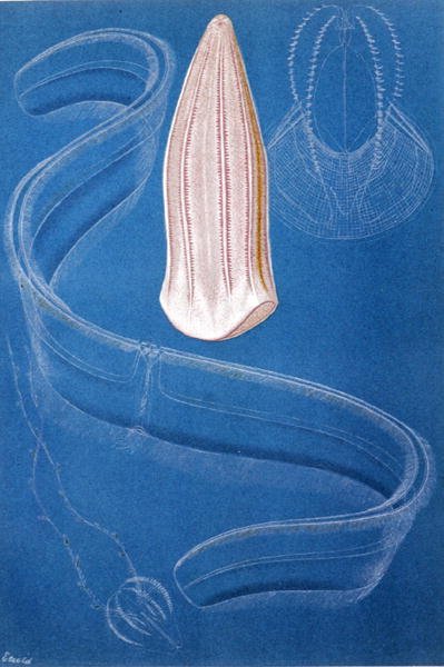 Ctenophores, deska z "Brehms Tierleben: Allgemeine Kunde des Tierreichs", sv. 10, str. 546, vydal Bibliographisches Institut od German School