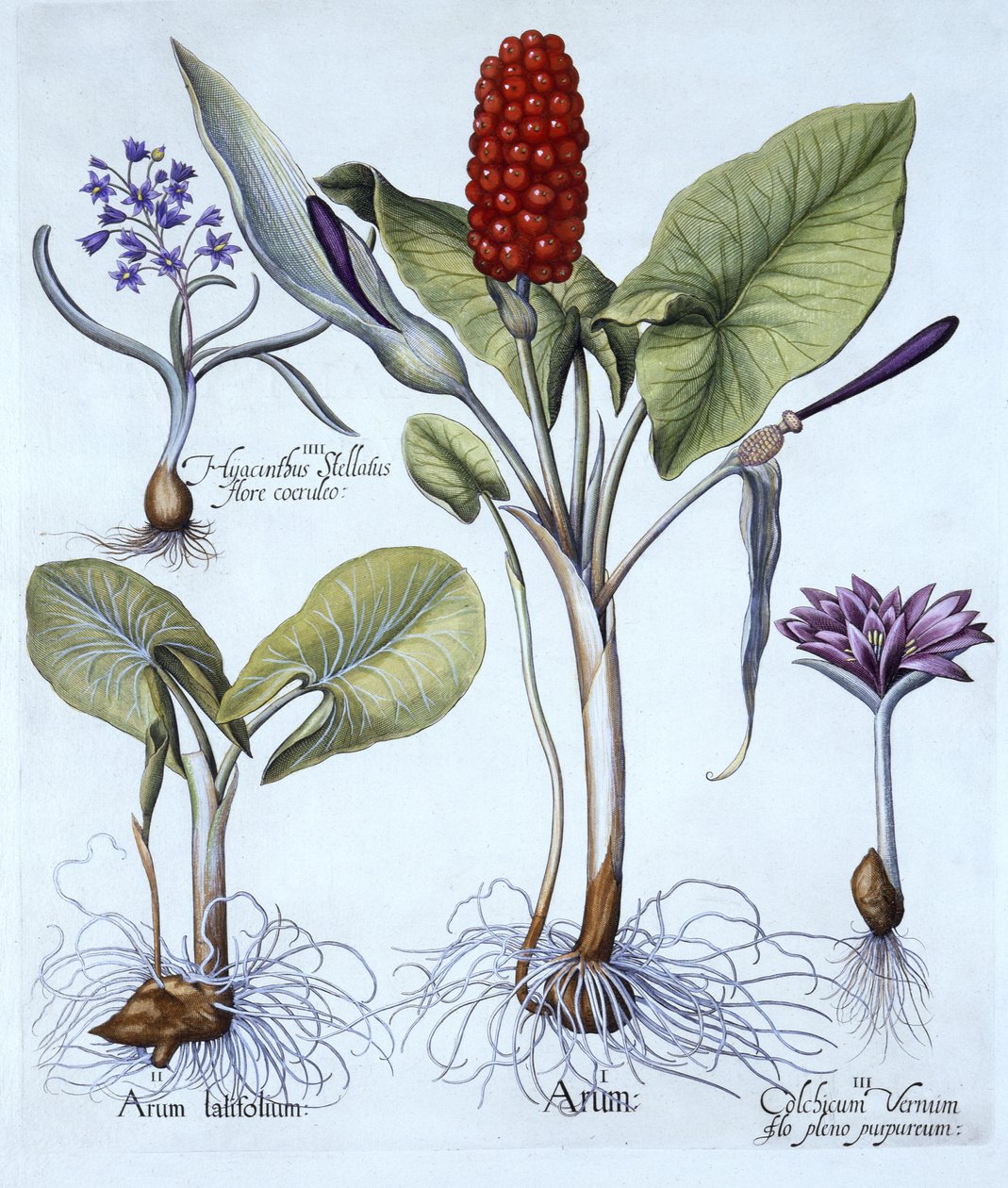 Kukaččí pint, jarní louka šafrán, hvězdný hyacint, od Hortus Eystettensis, od Basila Beslera (1561-1629), hospoda. 1613 (ručně kolorovaná rytina) od German School
