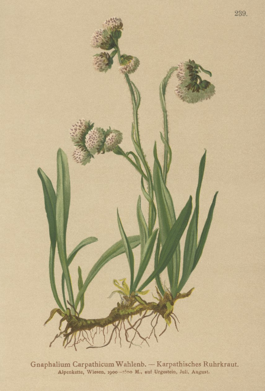 Týn obecný (Gnaphalium Carpathicum) od German School