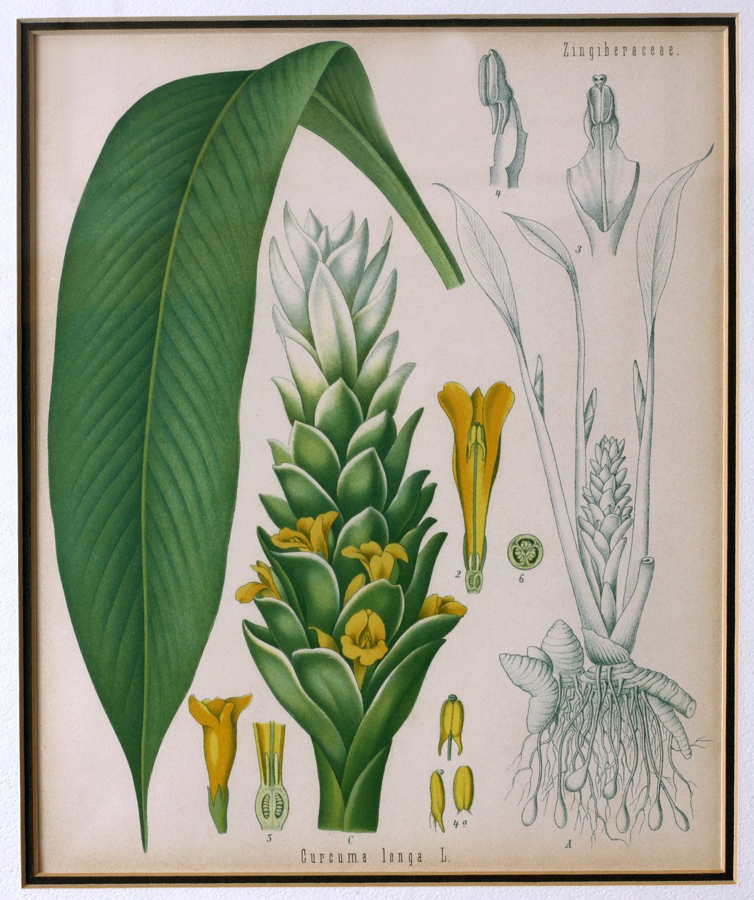 Kurkuma dlouhá (Curcuma longa) z knihy Kohlerovy léčivé rostliny od Franze Eugena Kohlera od German School
