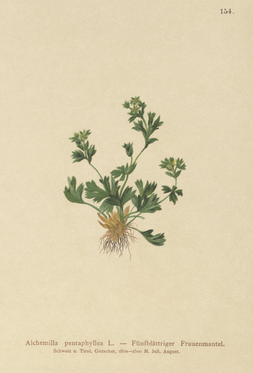 Řezaný lískový plášť (Alchemilla pentaphyllea) od German School