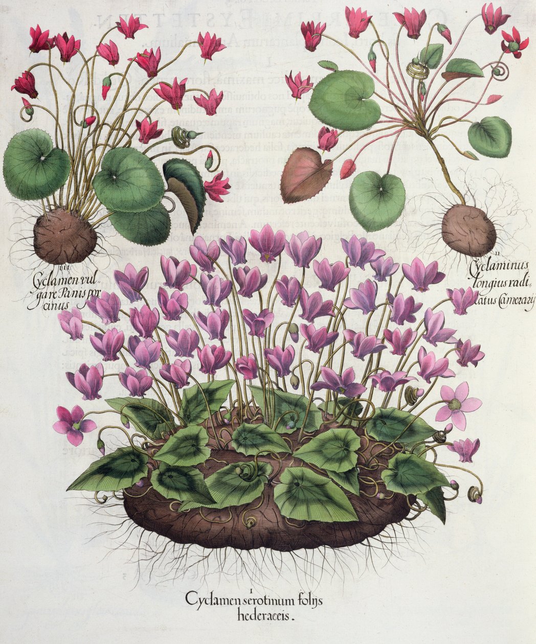 Brambořík: 1.Cyclamen serotinus s listy břečťanu; 2. Cyclaminus zakořeněný déle než Chamberlainův; 3.Cyclamen vulgare Panis porcinus, z Hortus Eystettensis od Basila Beslera (1561-1629), pub. 1613 (angl od German School