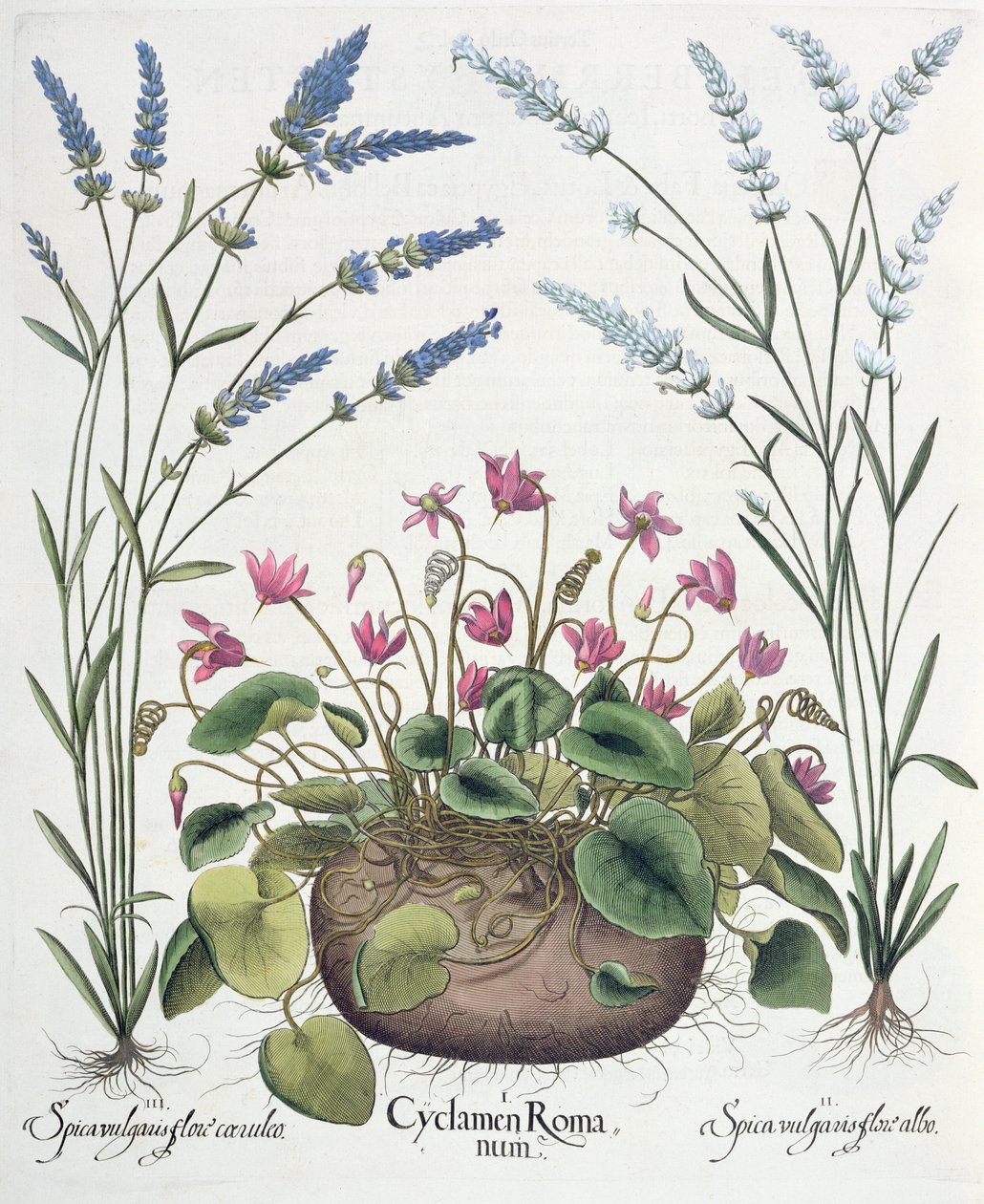 Brambořík a levandule: 1.Cyclamen Romanum; 2. Spica vulgaris bílý květ; 3. Spica vulgaris s modrým květem, z Hortus Eystettensis od Basila Beslera (1561-1629), hospoda. 1613 od German School