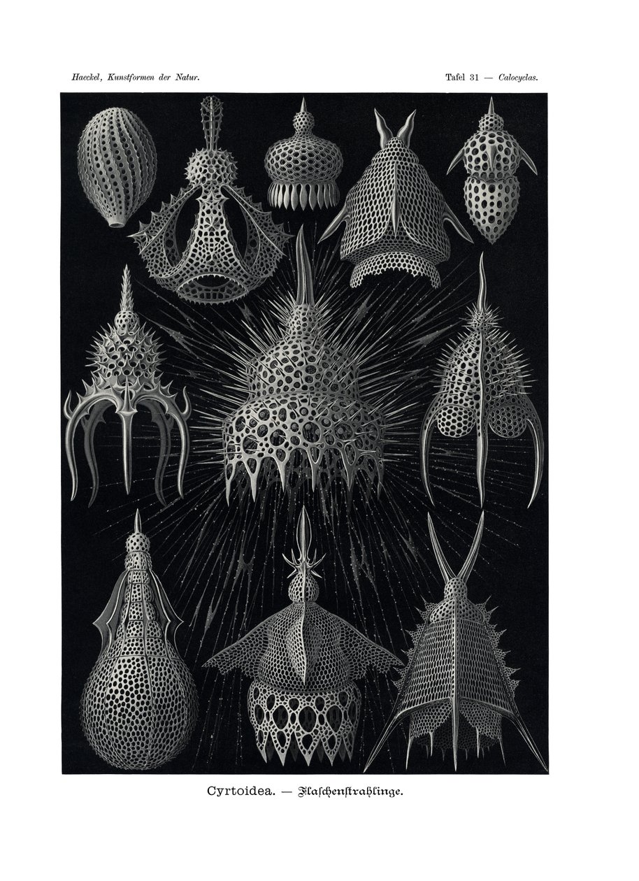 Cyrtoidea, 1899-1904 od German School