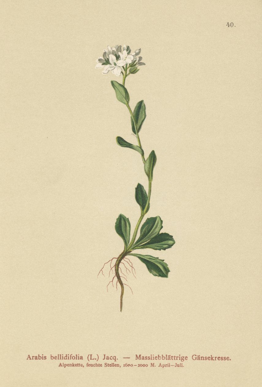 Daisyleaf Rock-Cress (Arabis bellidifolia) od German School