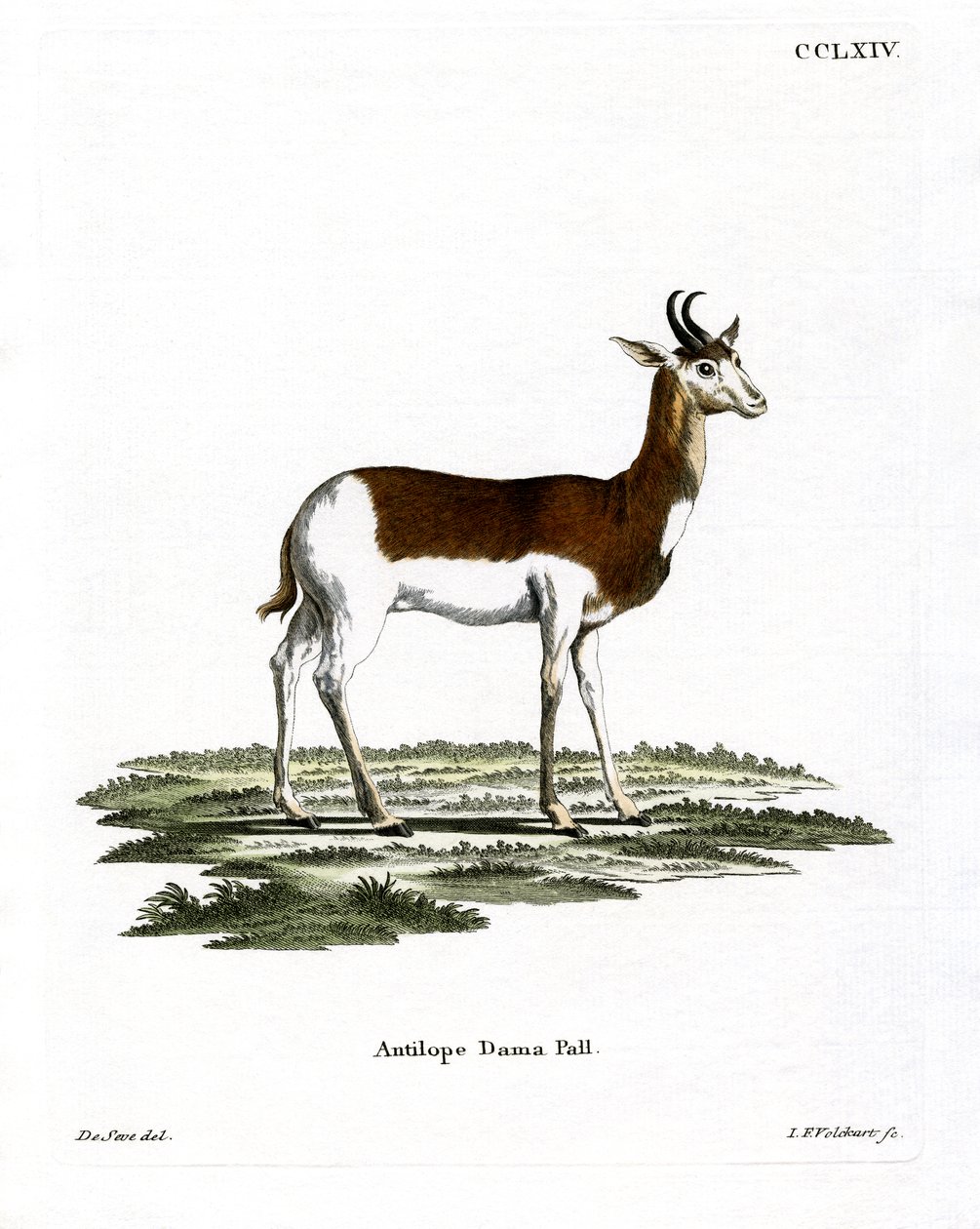 Dama Gazelle (barevná rytina) od German School