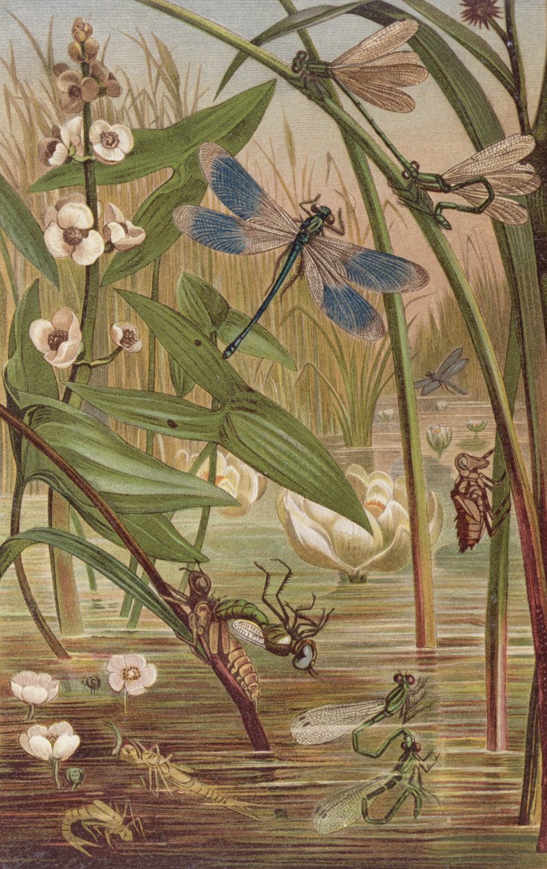 Damselfly Hatching, deska z Brehms Tierleben: Allgemeine Kunde des Tierreichs, svazek 9, str. 554, vydal Bibliographisches Institut, 1892 od German School