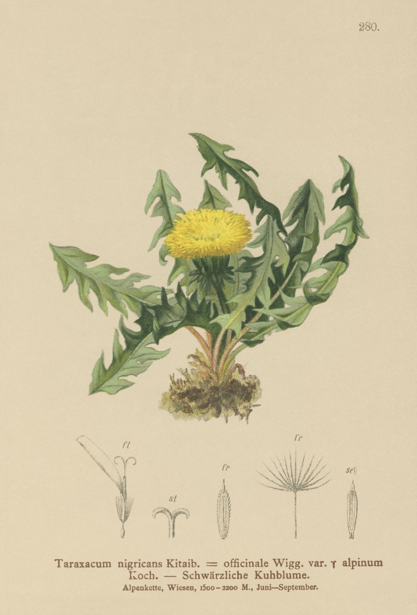 Pampeliška (Taraxacum nigricans, Taraxacum officinale var. Alpinum) od German School