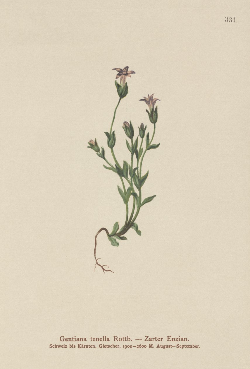Dánský trpasličí hořec (Gentiana tenella, Gentianella tenella, Comastoma tenellum) od German School