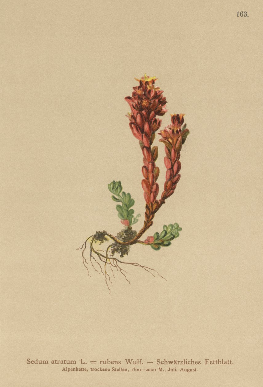 Rozchodník tmavý (Sedum atratum, Sedum rubens) od German School