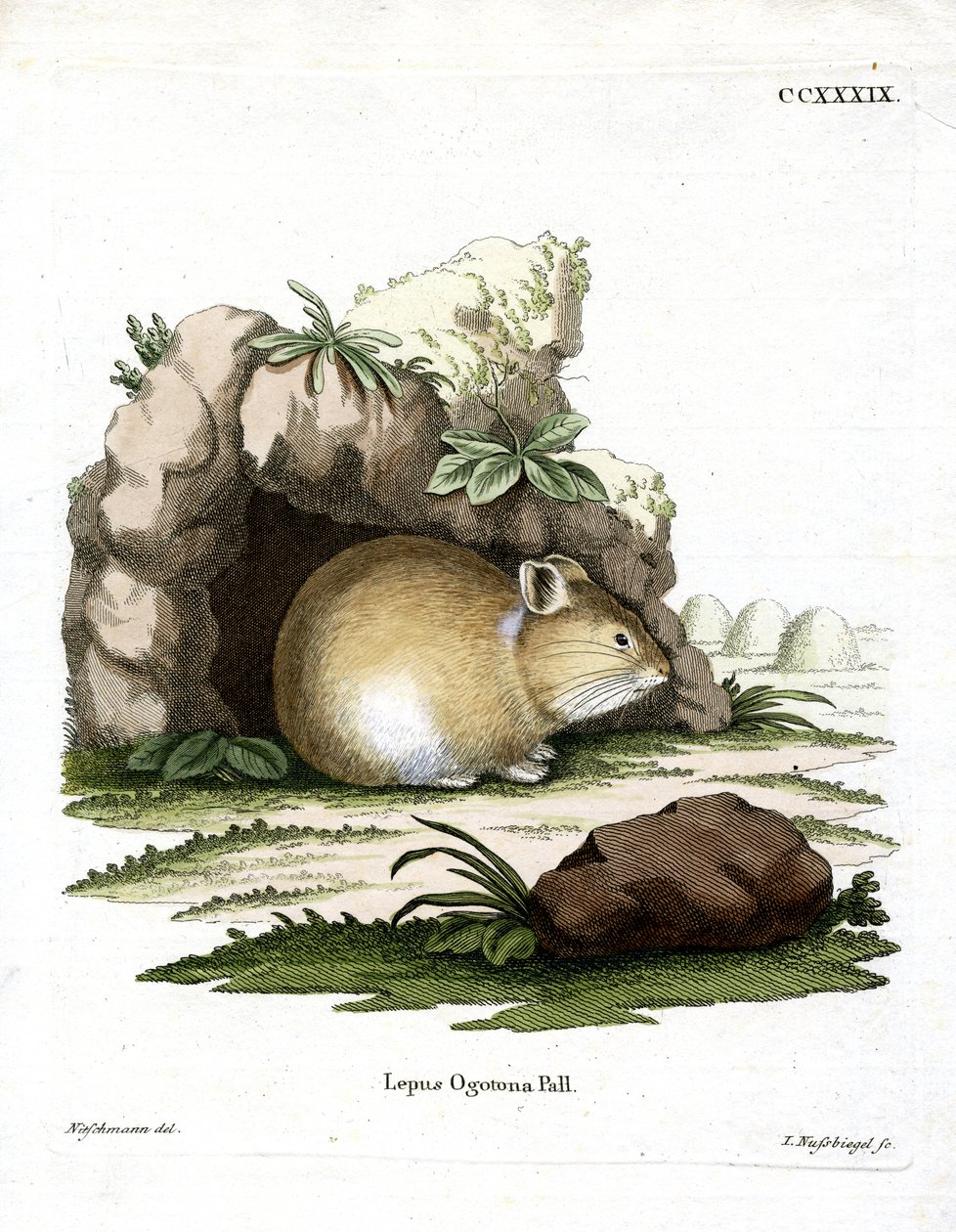 Durian Peacock (rytina Kabured) od German School