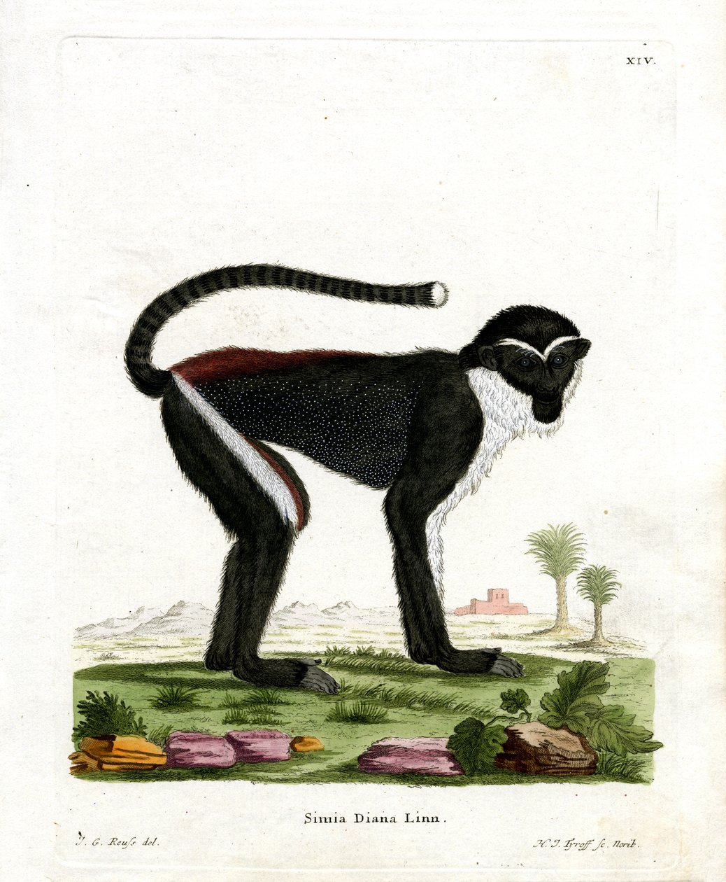 Diana Monkey (barevná rytina) od German School