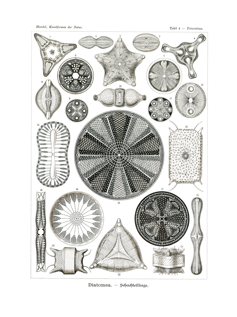 Diatomea, 1899-1904 od German School