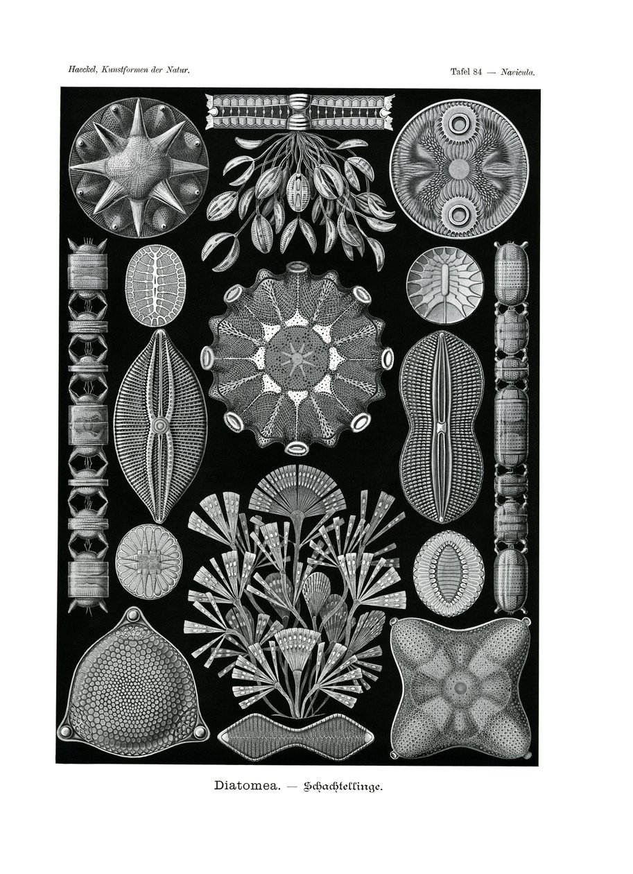 Diatomea, 1899-1904 od German School