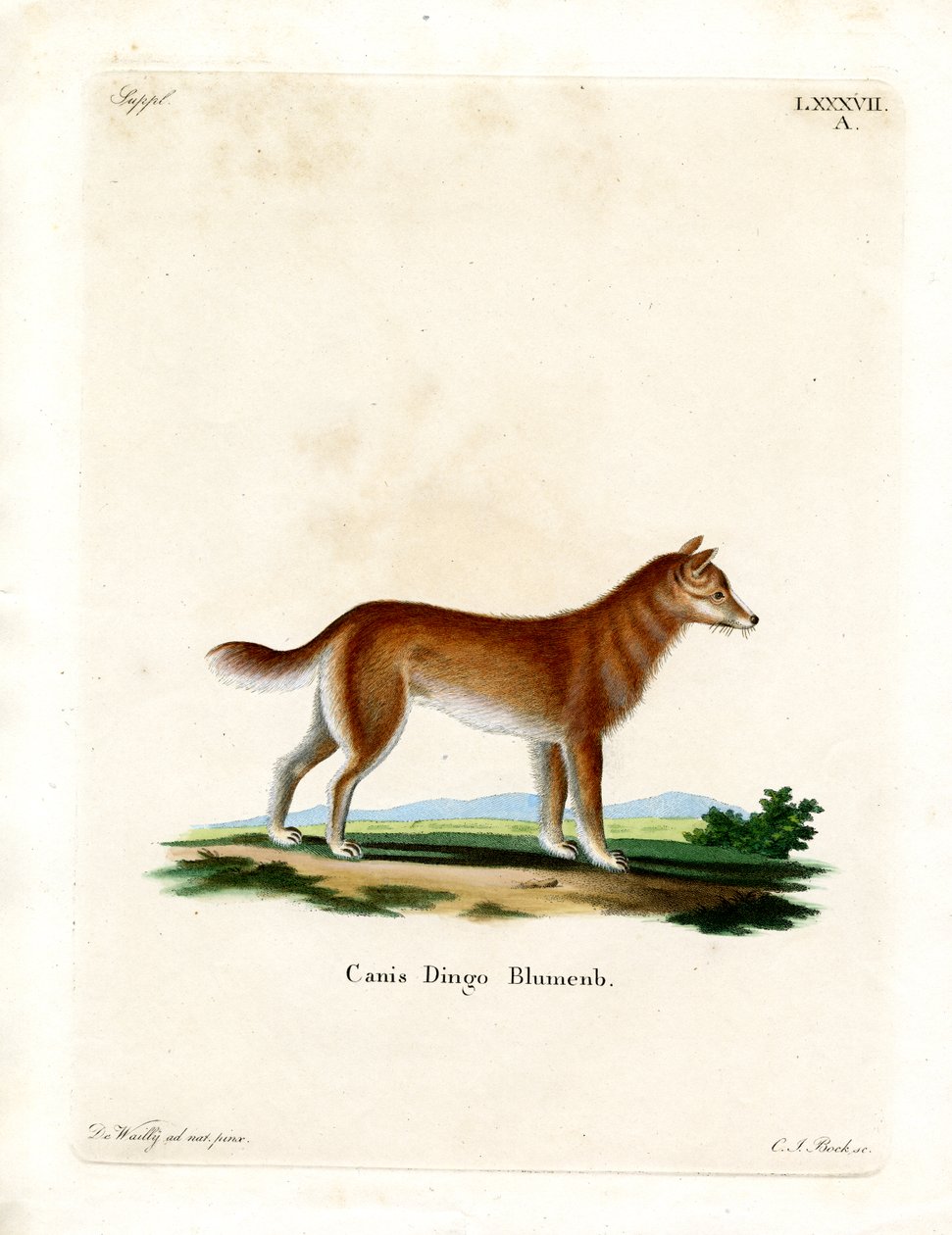Dingo (barevné rytí) od German School