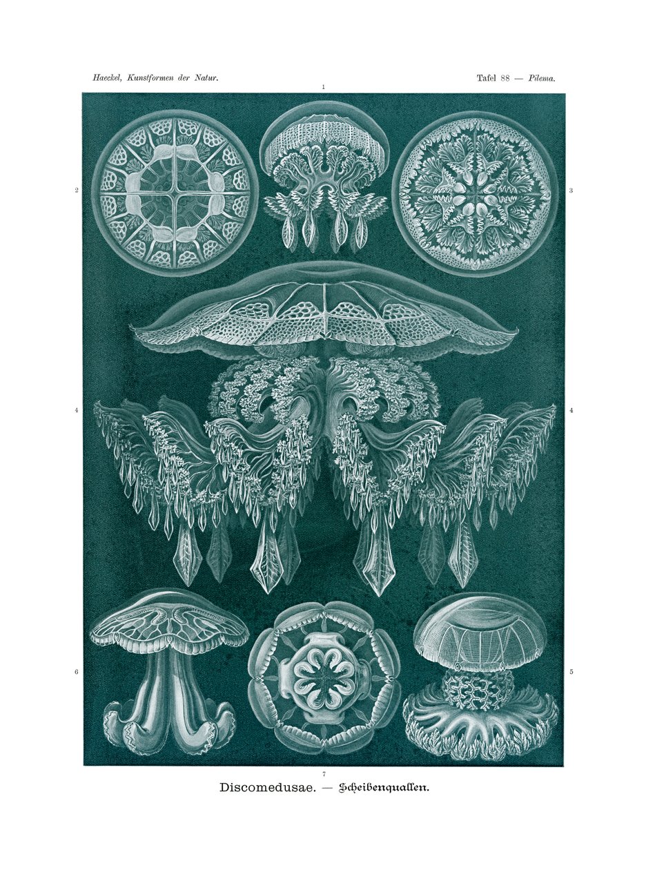 Discomedusae, 1899-1904 od German School