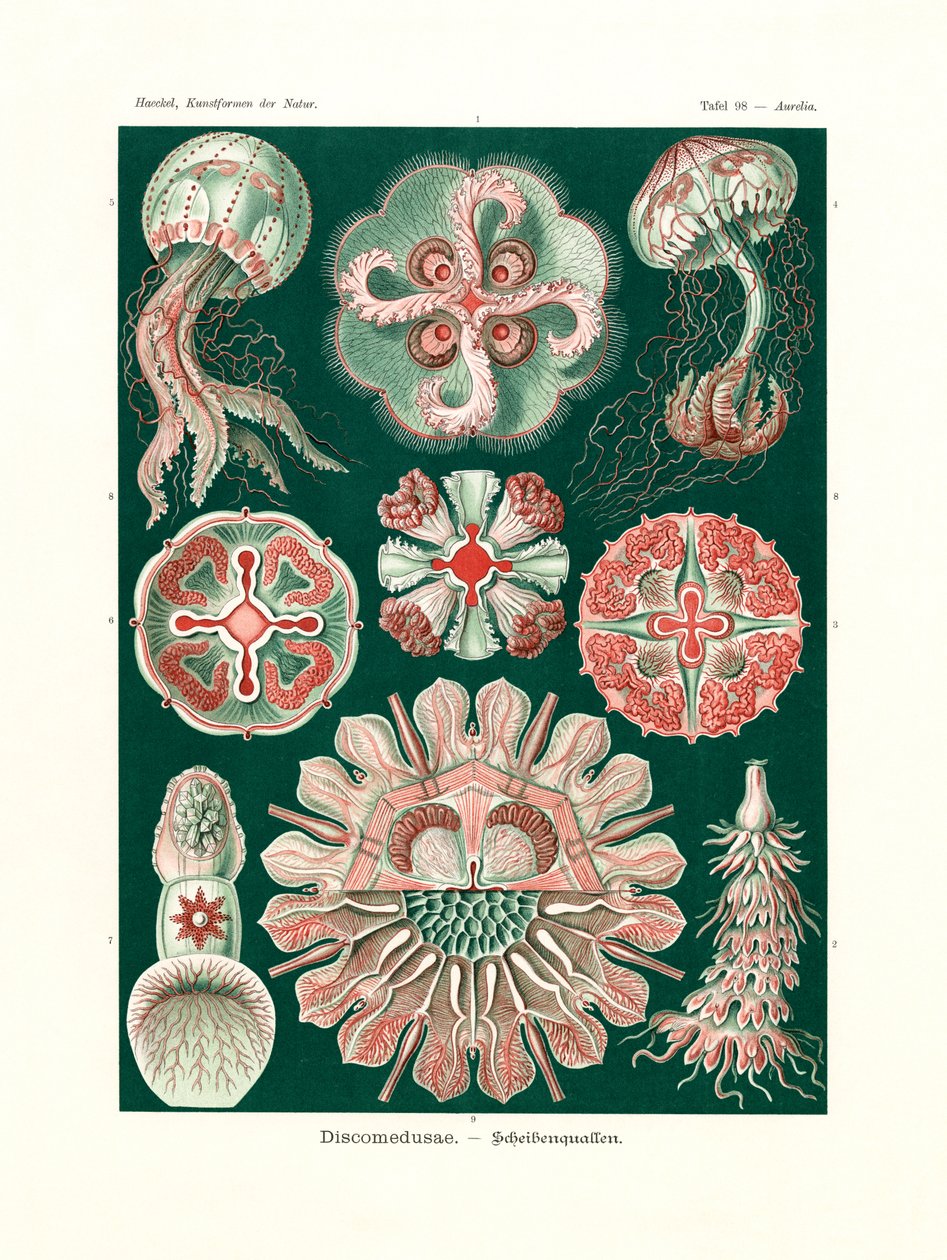 Discomedusae, 1899-1904 od German School