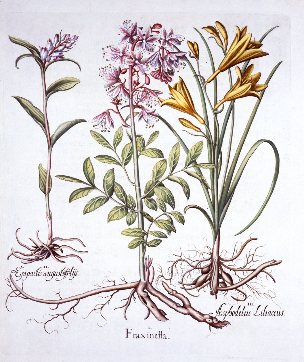 Dittany, White Helleborine a Yellow Day Lily, od Hortus Eystettensis, Basil Besler (1561-1629), pub. 1613 (ručně kolorovaná rytina) od German School
