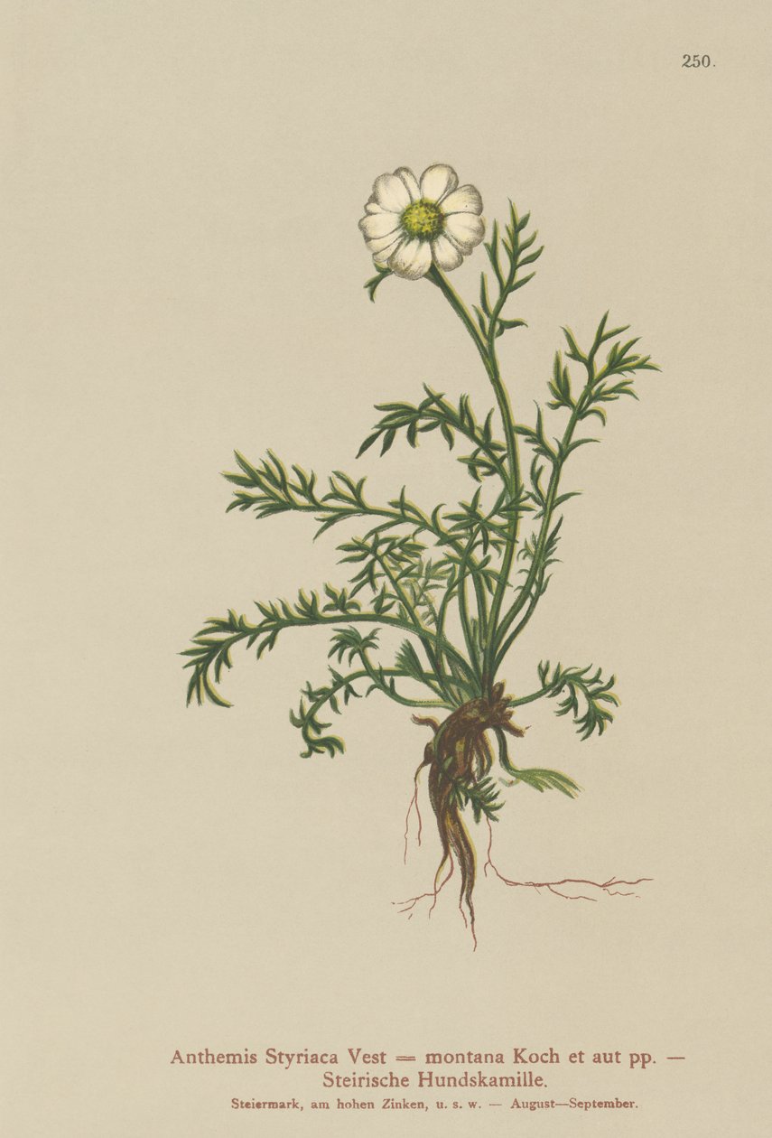 Fenykl psí (Anthemis Styriaca, Anthemis montana) od German School