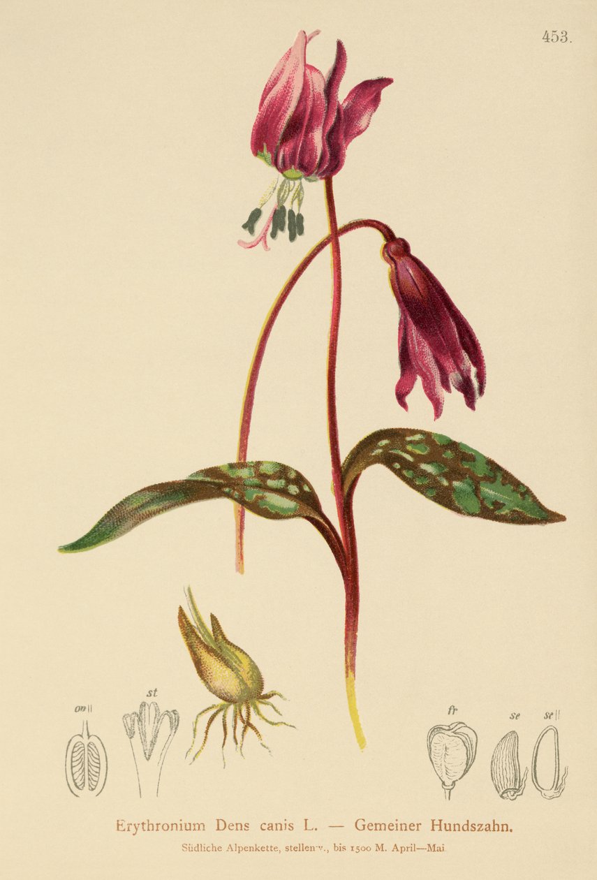 Fialka psí (Erythronium Dens canis, Erythronium caninum) od German School