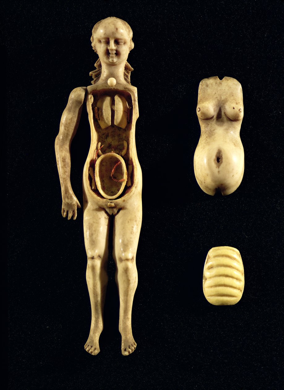 Panenka zobrazující anatomii lidského těla od German School